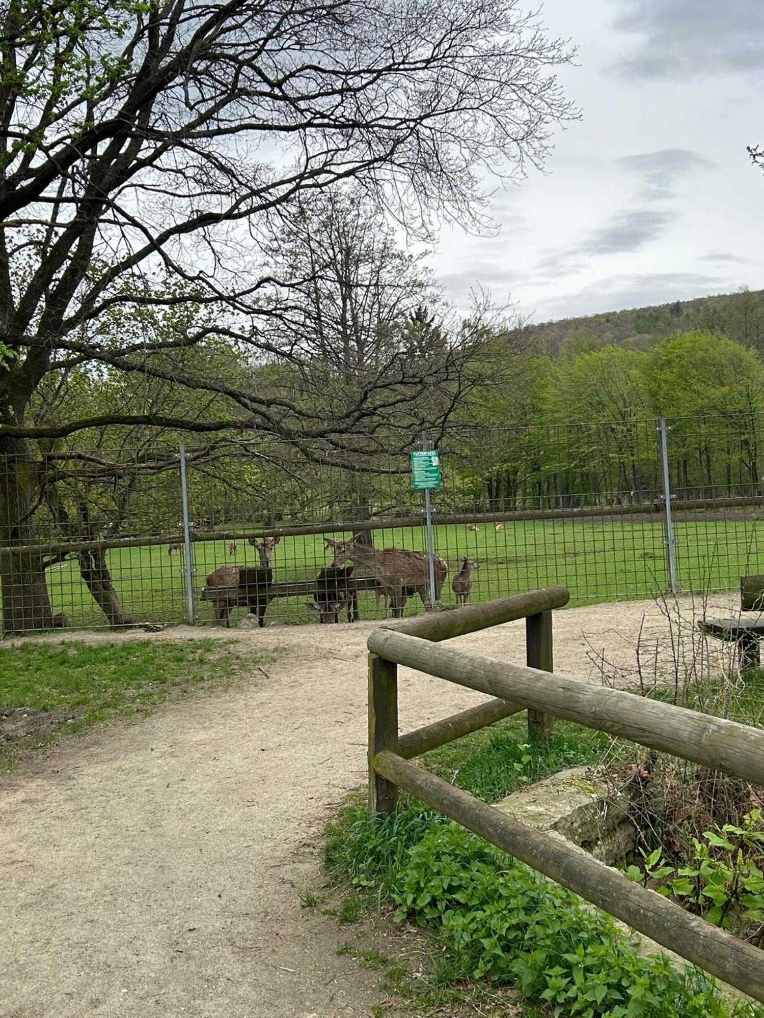 Apartmán Kleine Auszeit Am Wildgehege Bad Harzburg Exteriér fotografie